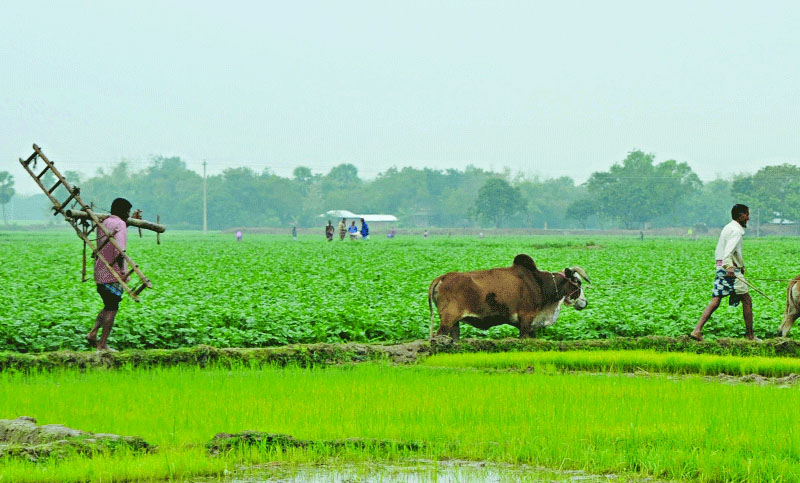 বৃষ্টি কমে আজ থেকে শীত বাড়বে